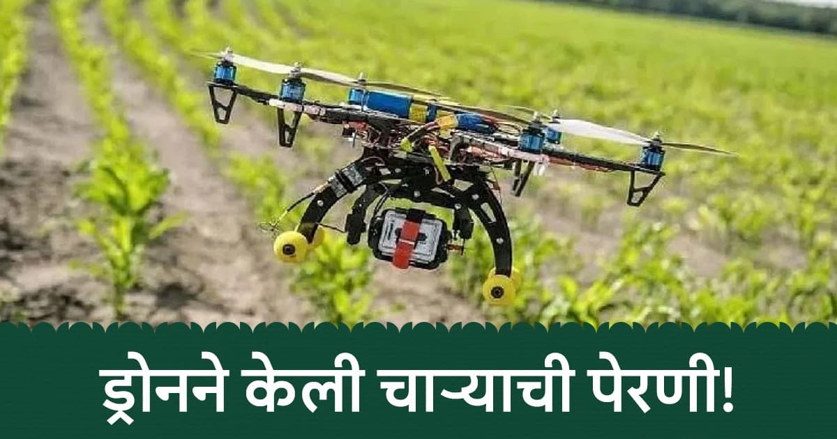 Drone Seed Ball Plantation: पशुपालकांसाठी दिलासादायक बातमी; ड्रोनने केली चाऱ्याची पेरणी, वन विभागाचा अनोखा प्रयोग