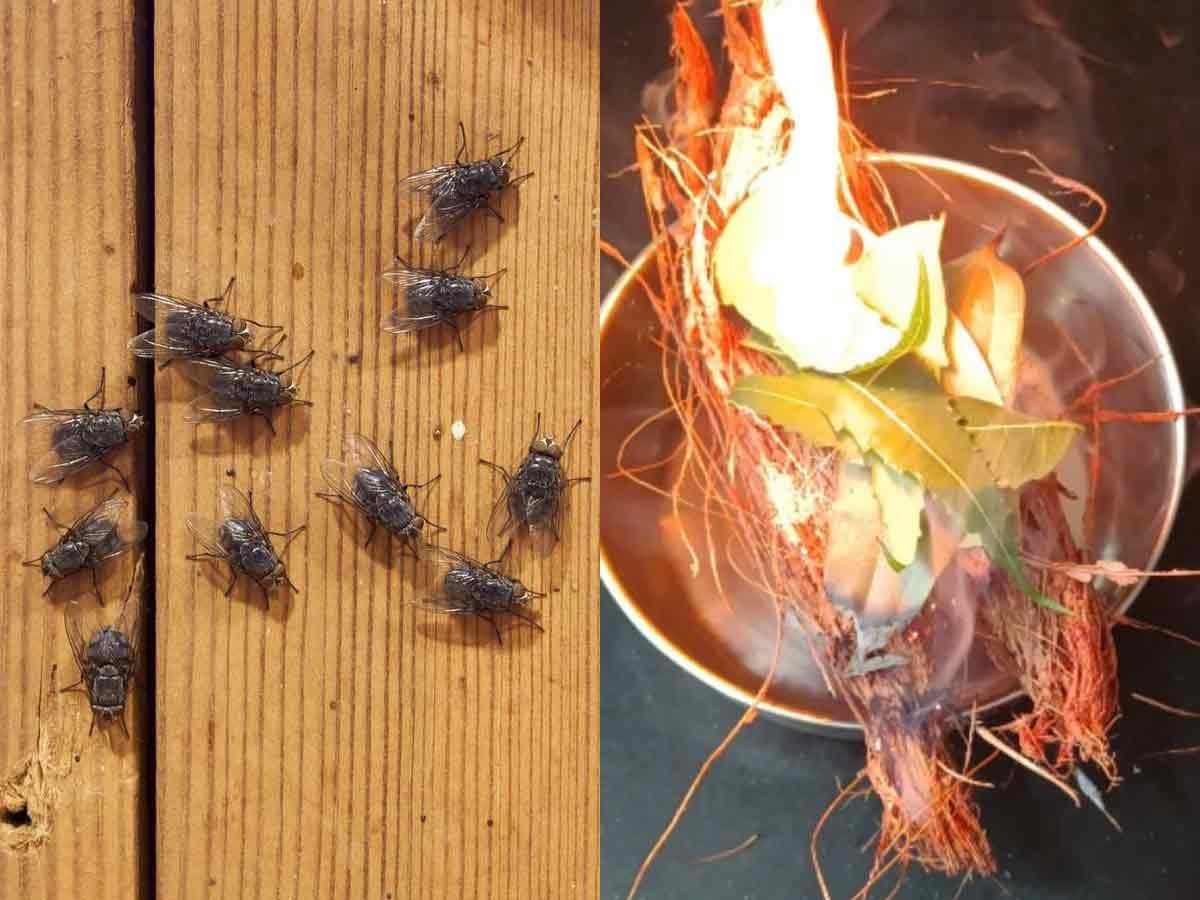 Monsoon Tips:पावसाळ्यात घरात माशा-चिलटं वाढली? ३ सोपे उपाय