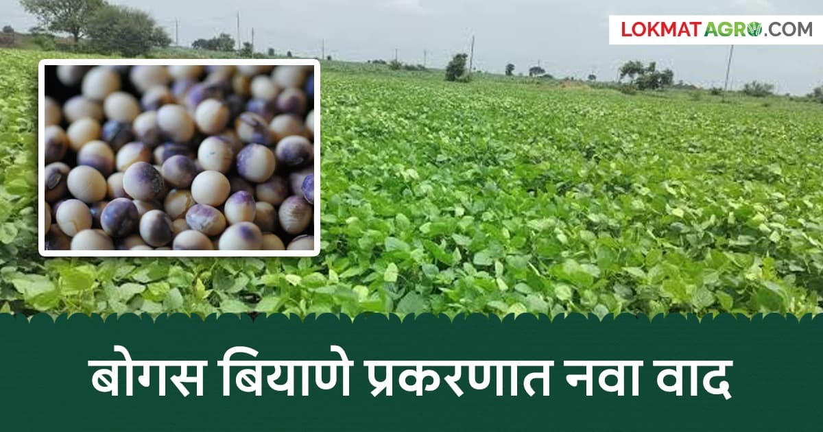 Bogus Soybean Seeds: सोयाबीन पुनर्पेरणी मदतीचा घोळ; शासनाचे पत्र आले, पण निकषच नाहीत