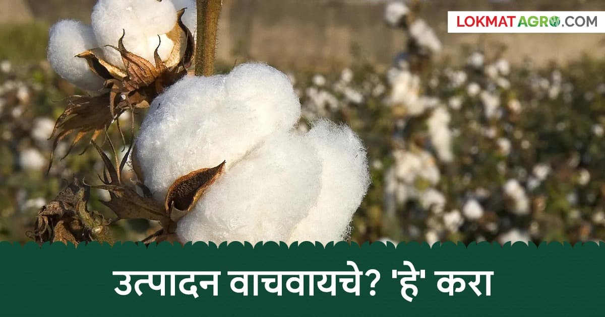 Cotton Pest Management: कपाशीवर रसशोषक किडींचा हल्ला! उत्पादन वाचवायचे असेल तर 'हे' उपाय तातडीने करा