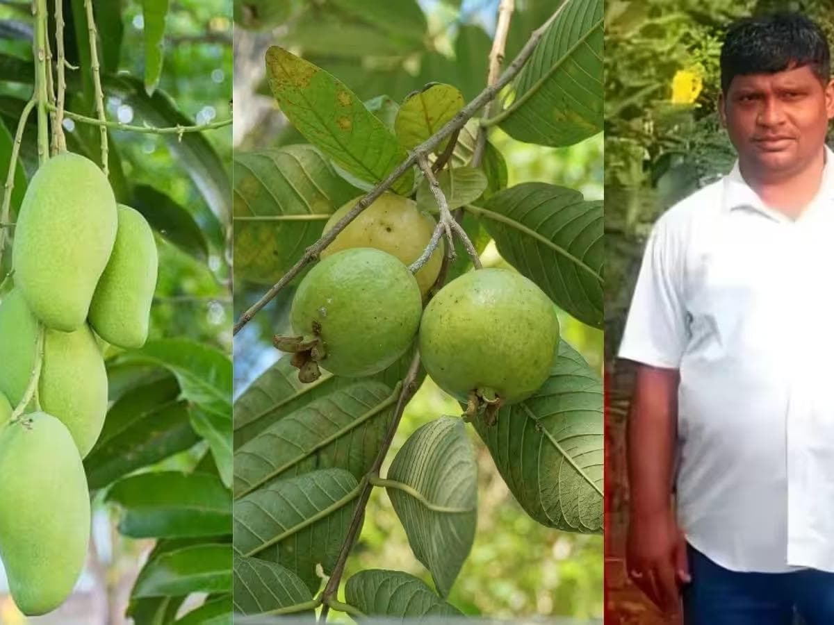 Success in Farming:गरिबीवर मात करत फळशेतीतून लाखोंची कमाई