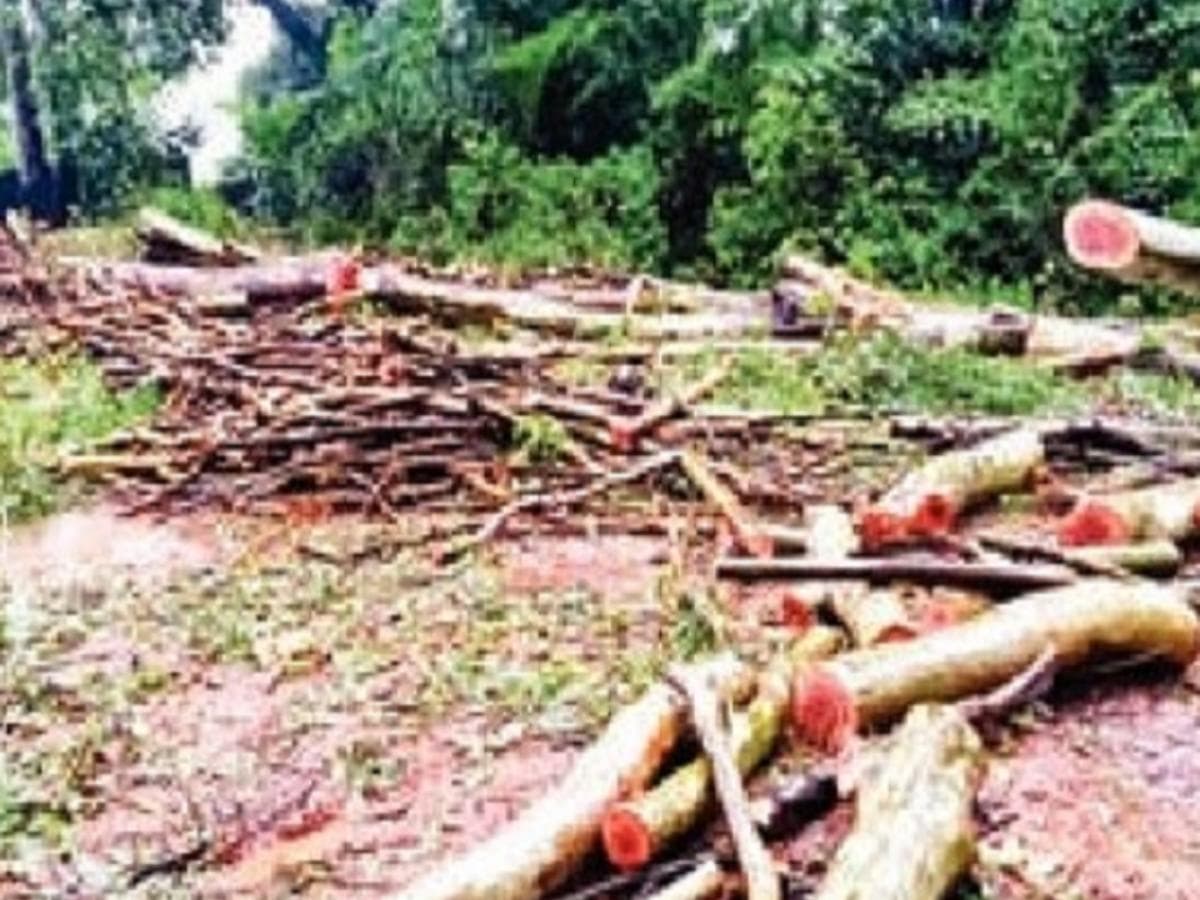 Tree Cutting Controversy: राधानगरी पंचायत समितीच्या आवारात झाडांची कत्तल