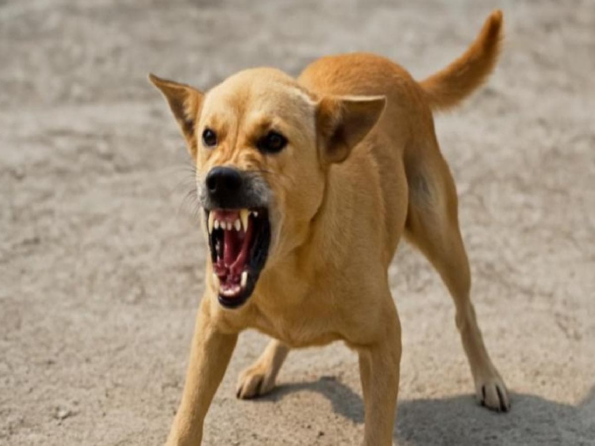 Stray Dogs in Kolhapur:कोल्हापूर जिल्ह्यात ४० हजारांवर भटकी कुत्री, वर्षात ९० हजारजणांचा घेतला चावा