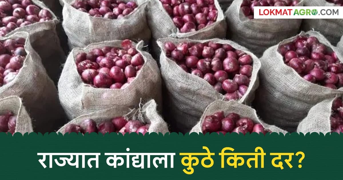 Onion Prices in Maharashtra:राज्यातील कांद्याचे भाव आणि आवक