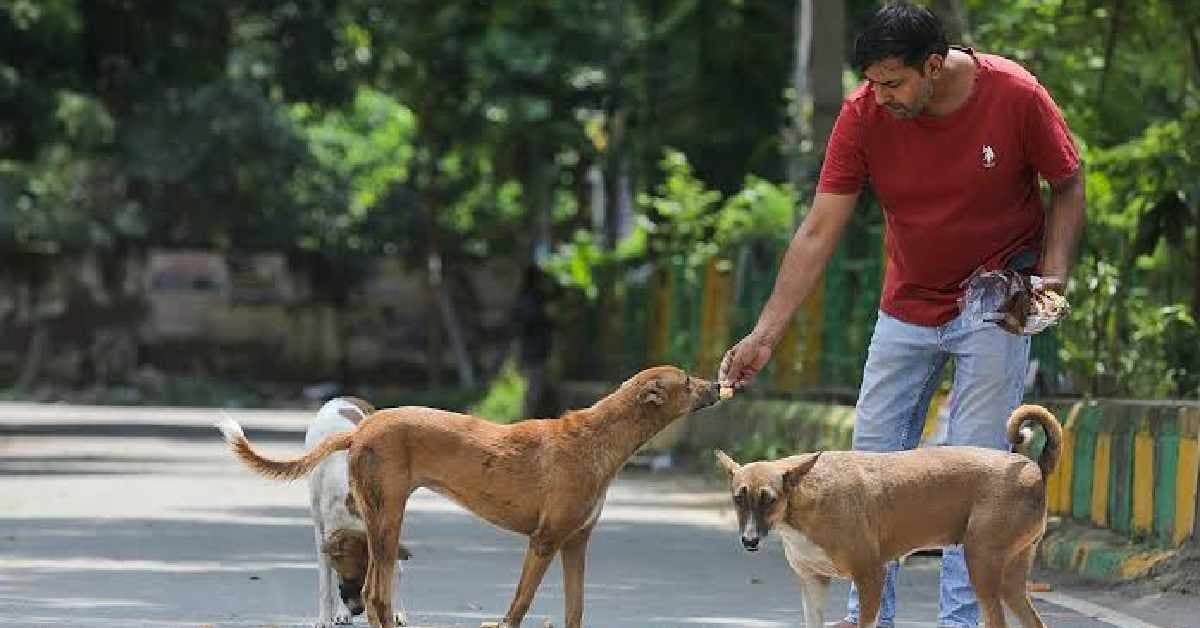 New Regulations for Feeding Stray Dogs:भटक्या कुत्र्यांना खाऊ घालण्यासाठी नवीन नियम लागू