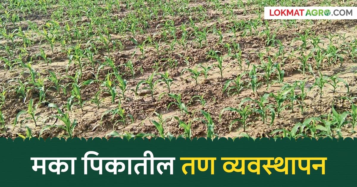 Effective Weed Control:तण नियंत्रणाची प्रभावी पद्धत