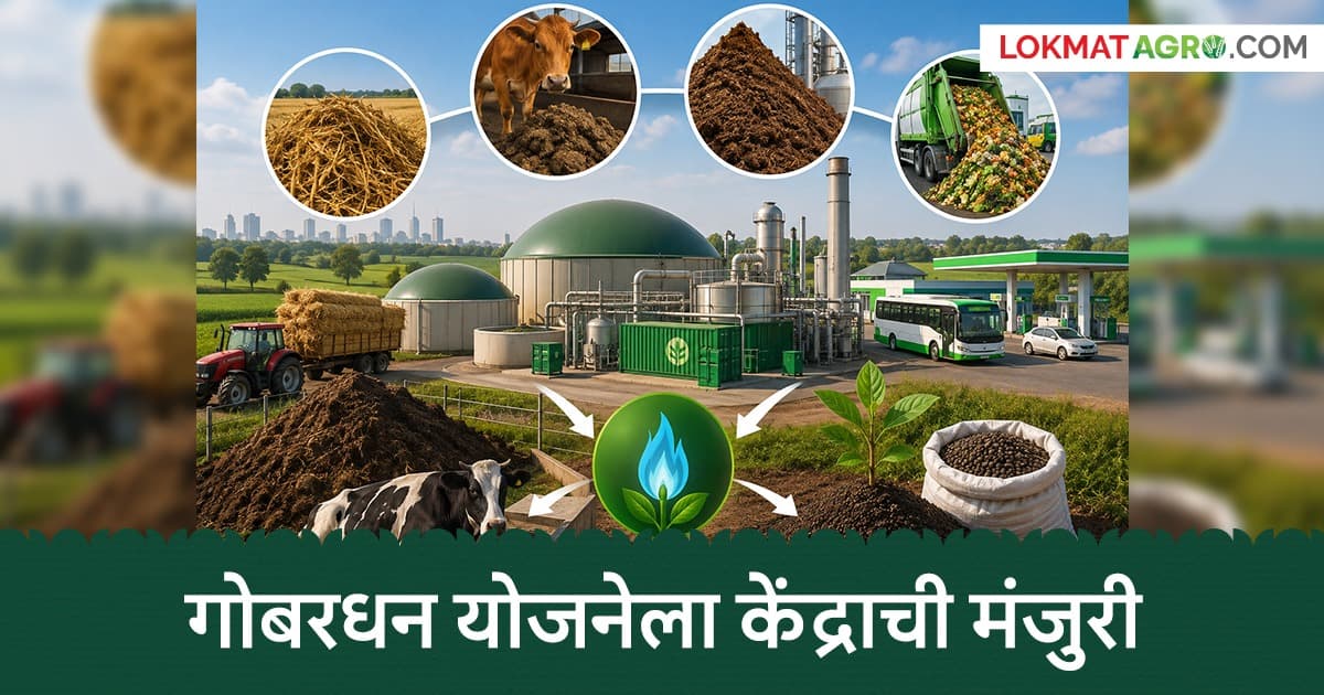 Gobardhan Yojana: शेतकऱ्यांनो आता शेणातून मिळवा पैसे, सरकार देणार अनुदान; गोबरधन योजनेला केंद्राची मंजुरी