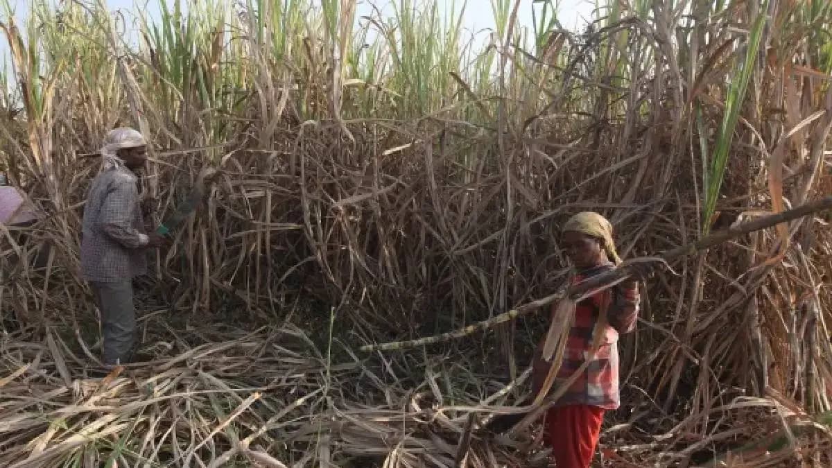 Fraud of Sugarcane Workers: ऊसतोड कामगारांची ५२० कोटींची फसवणूक, कारवाईचा कायदा मंत्रिमंडळ उपसमितीत रखडला