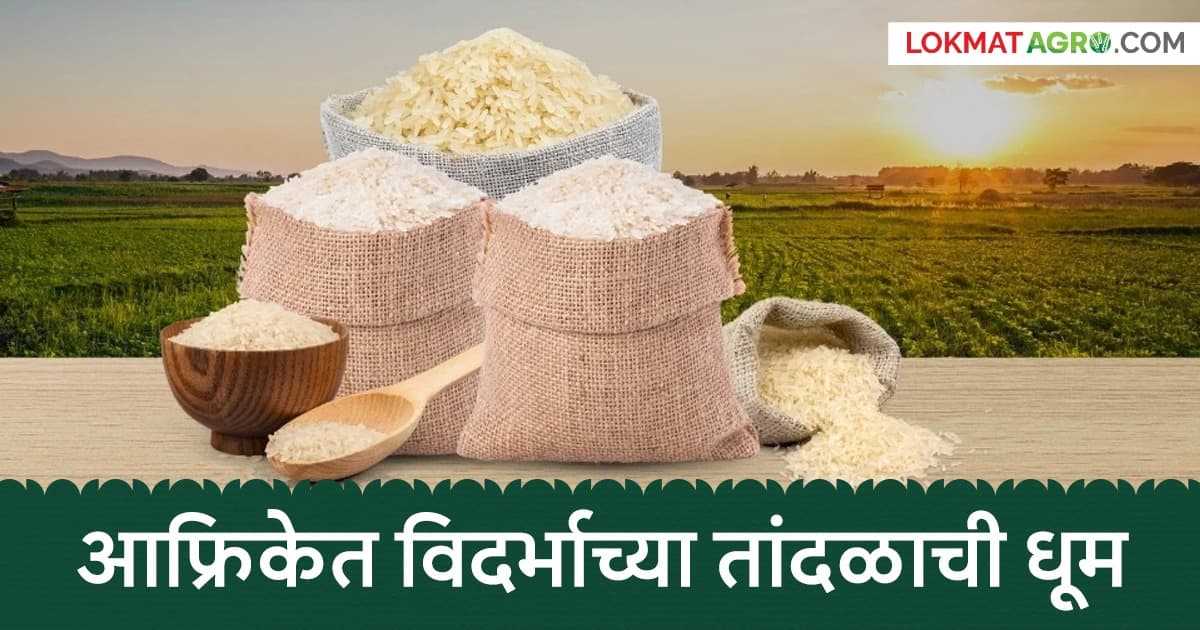 Vidarbha Rice Export:धान उत्पादकांसाठी आनंदाची बातमी; विदर्भातील 'बॉइल' तांदूळ जगभर गाजतोय!