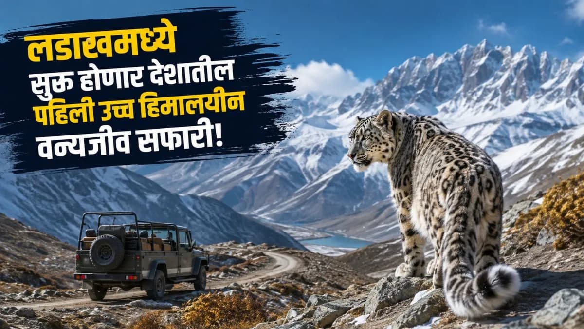 Wildlife Safari in Ladakh:लडाखमध्ये सुरू होणार भारतातील पहिली उच्च हिमालयीन वन्यजीव सफारी