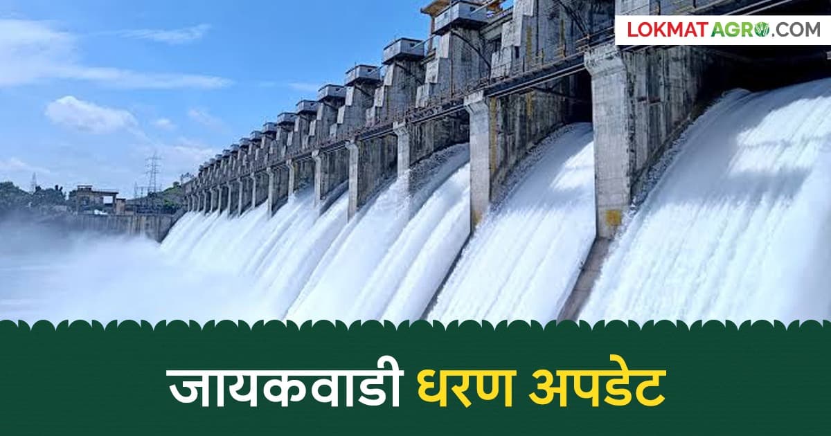 Jayakwadi Dam Update: गोदावरीकाठच्या गावांसाठी महत्त्वाची बातमी; जायकवाडीतून विसर्ग टप्प्याटप्प्याने कमी