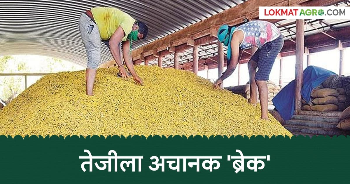 Turmeric Market Shock: हळदीच्या दरात अचानक घसरण