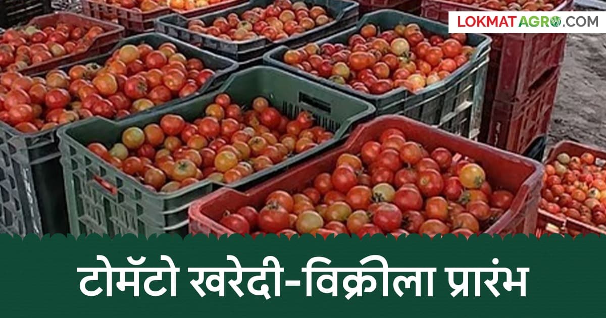Tomato Market: नाशिकच्या 'या' मार्केटमध्ये टोमॅटोचे लिलाव झाले सुरु, प्रति कॅरेटला काय दर मिळतोय?