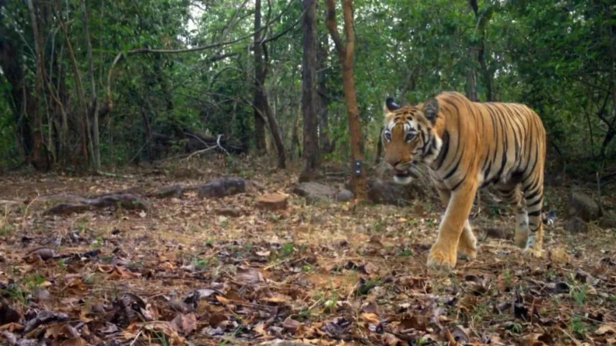 Shocking! 22 Tigers Missing in Two Years: हाय अलर्टचा इशारा आणि वाघ अवयव तस्करी रोखण्याचे उपाय