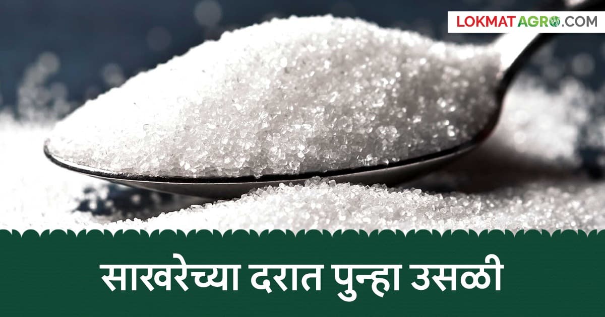 Sugar Price Surge: साखरेच्या दरात पुन्हा मोठी उसळी; उत्पादन घटल्याने सणासुदीत आणखी महागाईची शक्यता