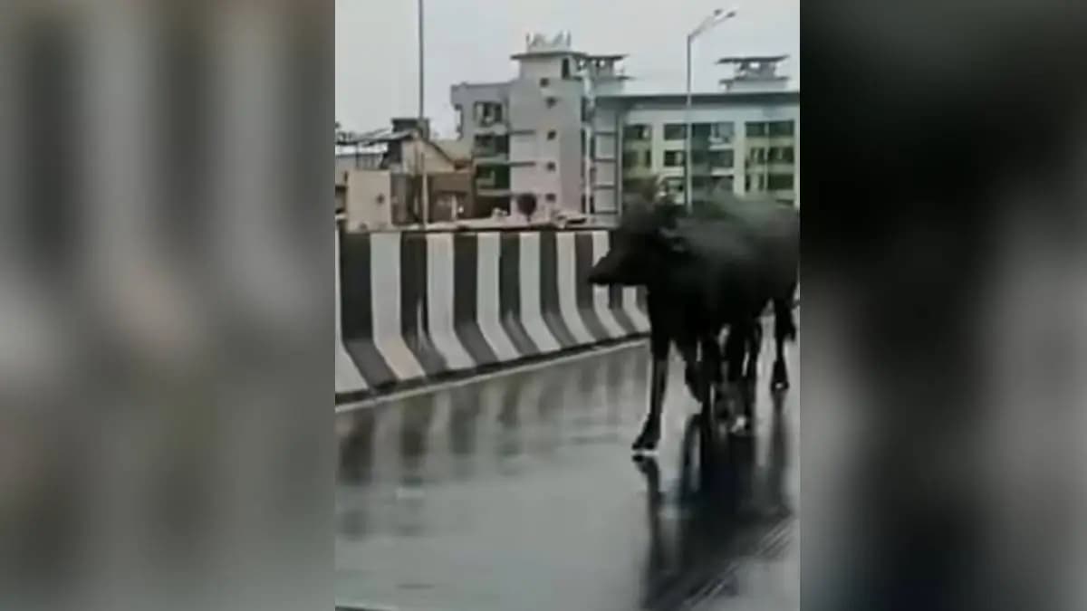 Traffic Hazard in Bhayander:भाईंदरमधील वादग्रस्त उड्डाणपुलावर वाहतुकीला अडथळा