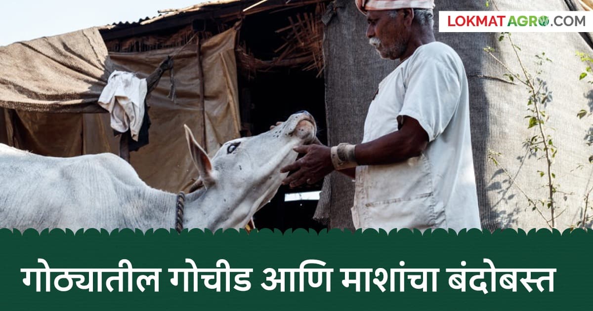 Cow Shed Management: गोचीड अन् माशांमुळे गाय, म्हशींच्या दुधाचं प्रमाण कमी झालय, यांचा बंदोबस्त कसा करायचा?