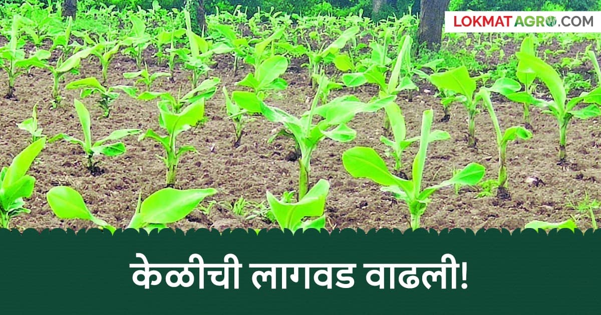Banana Farming: केळी लागवडीला वेग; चांगला दर, धरणांचं पाणीही साथ देणार!