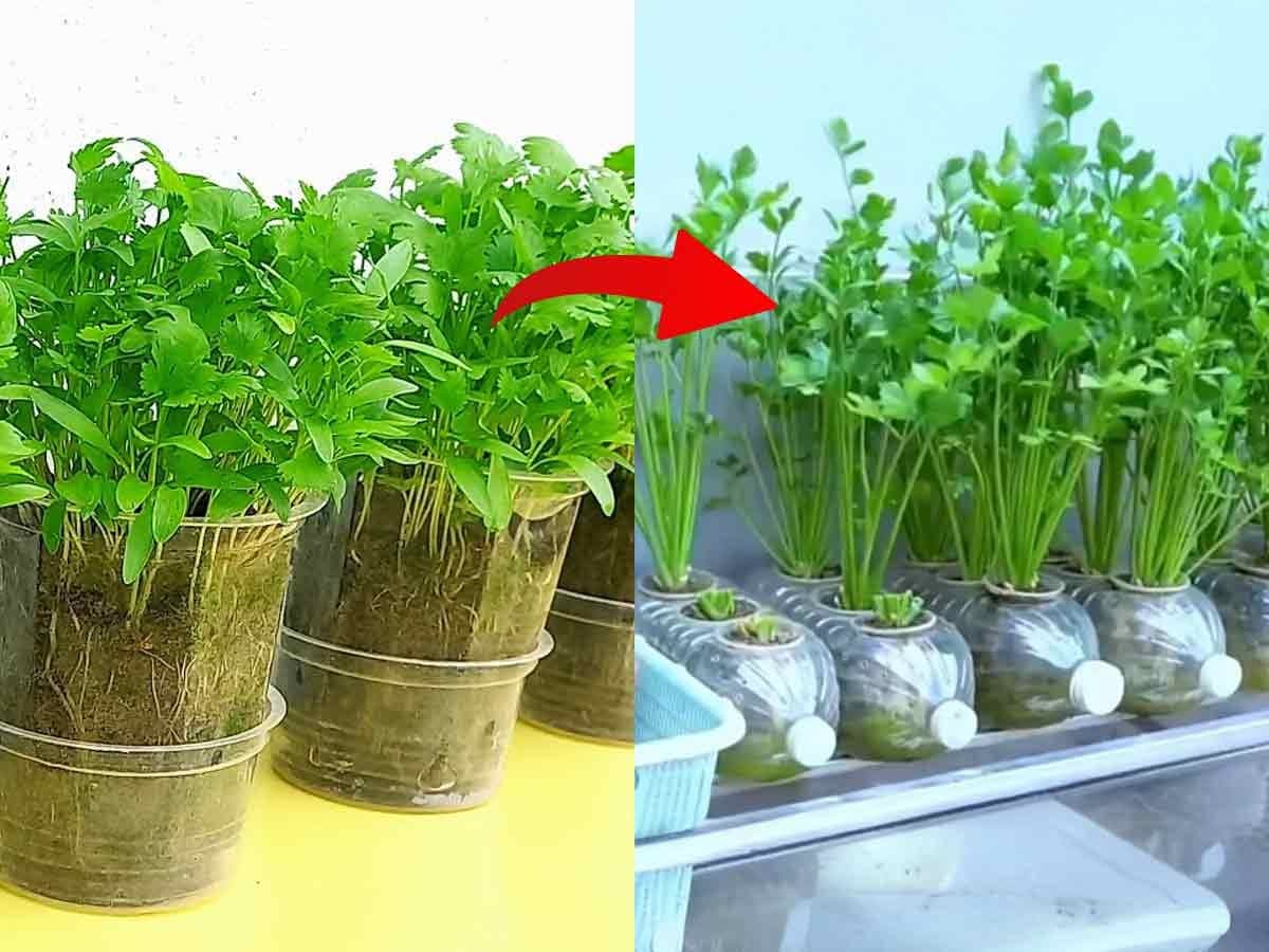 Growing Coriander in Plastic Bottle:प्लास्टीकच्या जुन्या बाटलीत कोथिंबीरीचं रोप कसं लावायचं?