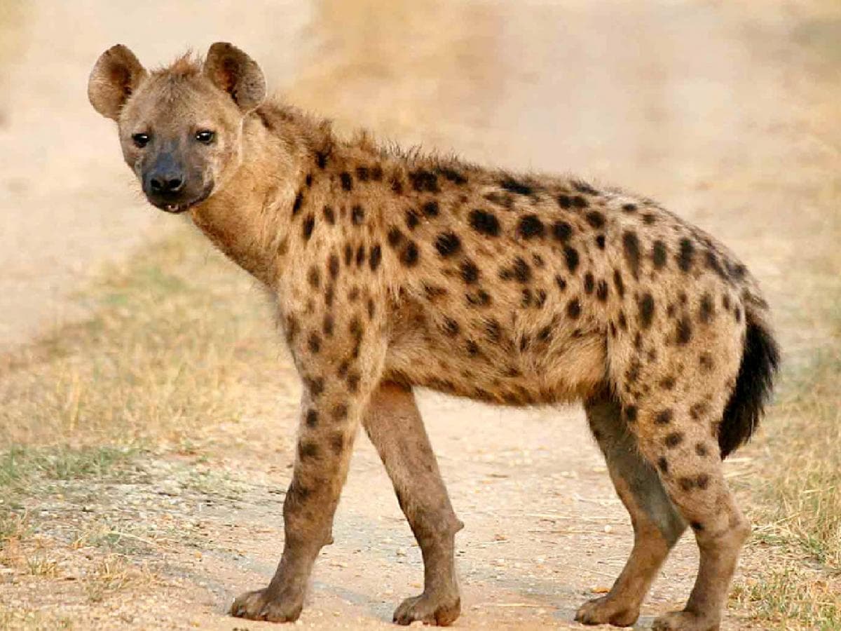 Global Recognition for Conservation Efforts: माणदेशातील तरस संवर्धन कार्याला जागतिक मान्यता