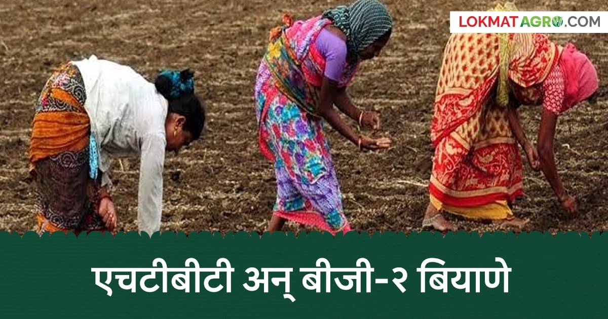 Cotton Seed Preferences: शेतकऱ्यांनी कापूस बियाण्यांमध्ये कोणते निवडले?