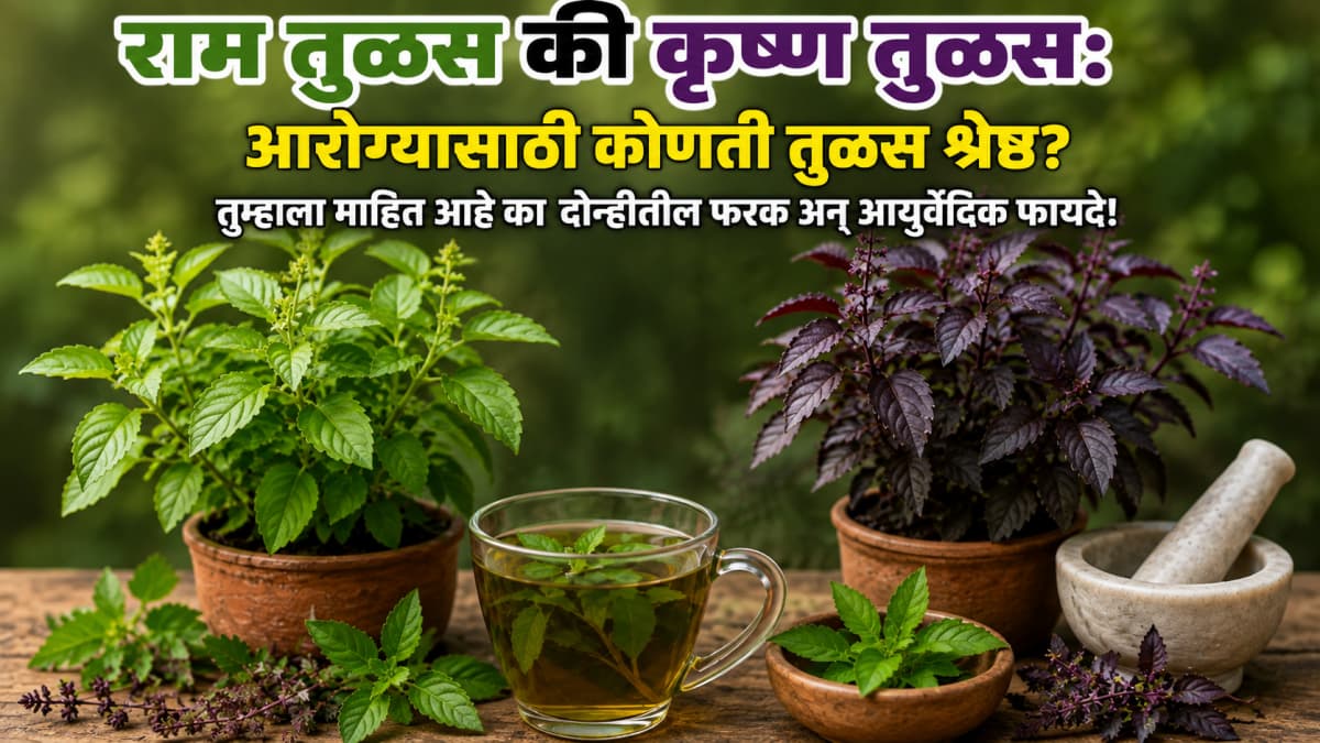 Which Tulsi is Best for Health: आरोग्यासाठी कोणती तुळस श्रेष्ठ?