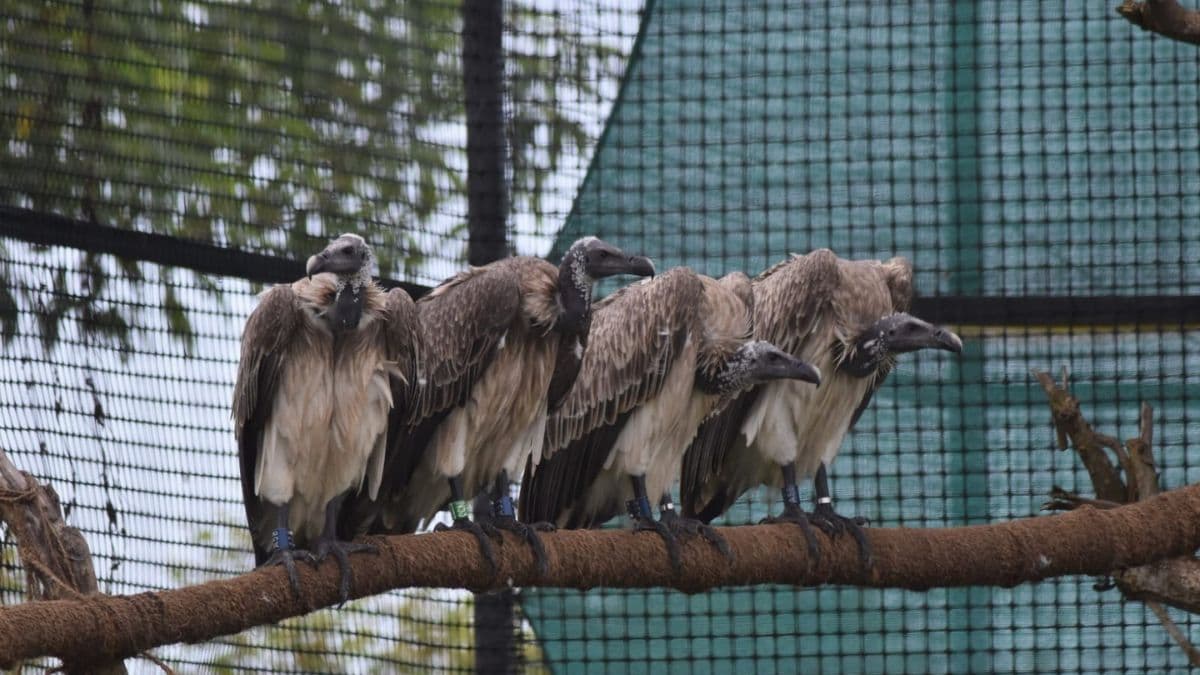 Successful Vulture Rehabilitation in Assam:आसाममध्ये गिधाडांचे यशस्वी पुनर्वसन