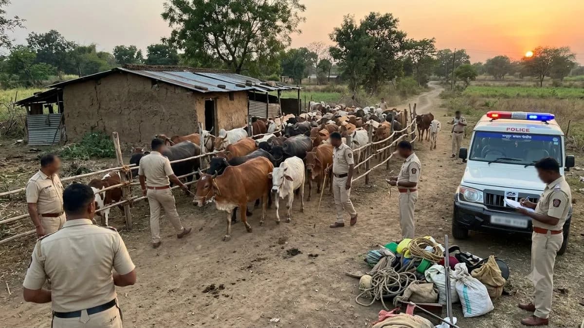 Theft in Nagpur: शेतकऱ्याचे हातपाय बांधून ६१ मेंढ्या-बकऱ्या चोरल्या