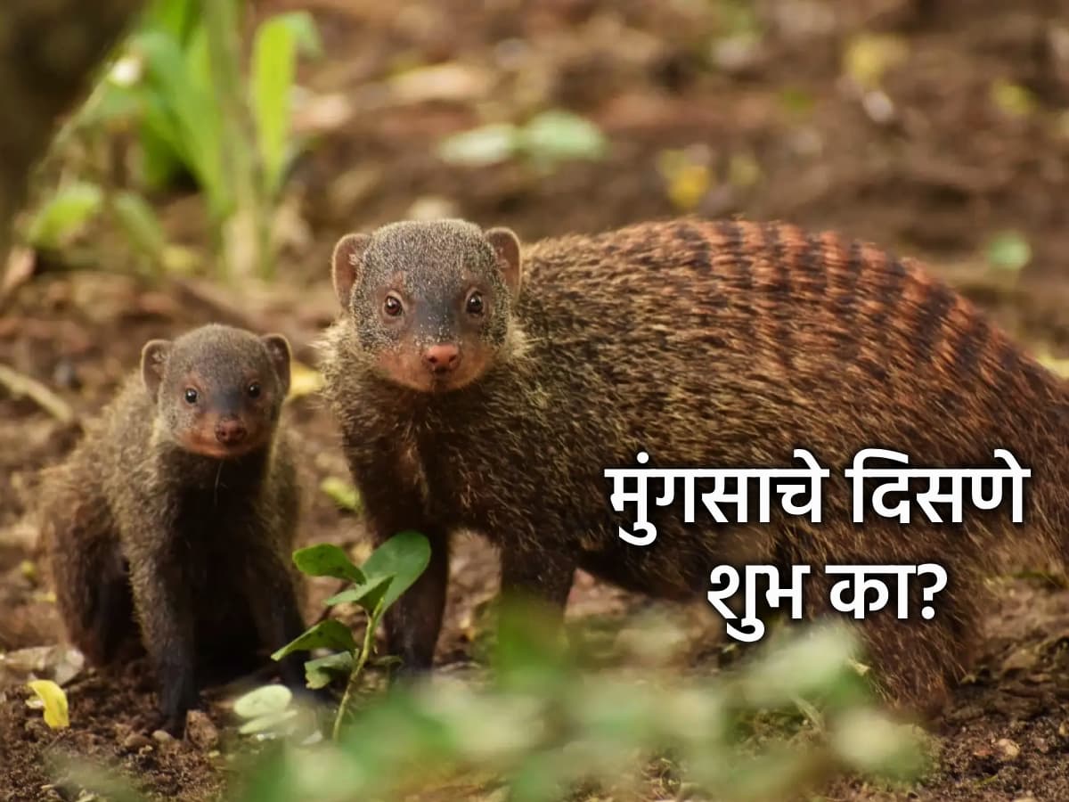 Lucky Charm: मुंगूस दिसणे शुभ का मानले जाते? कुबेराशी काय संबंध? काय आहे धार्मिक पौराणिक मान्यता?