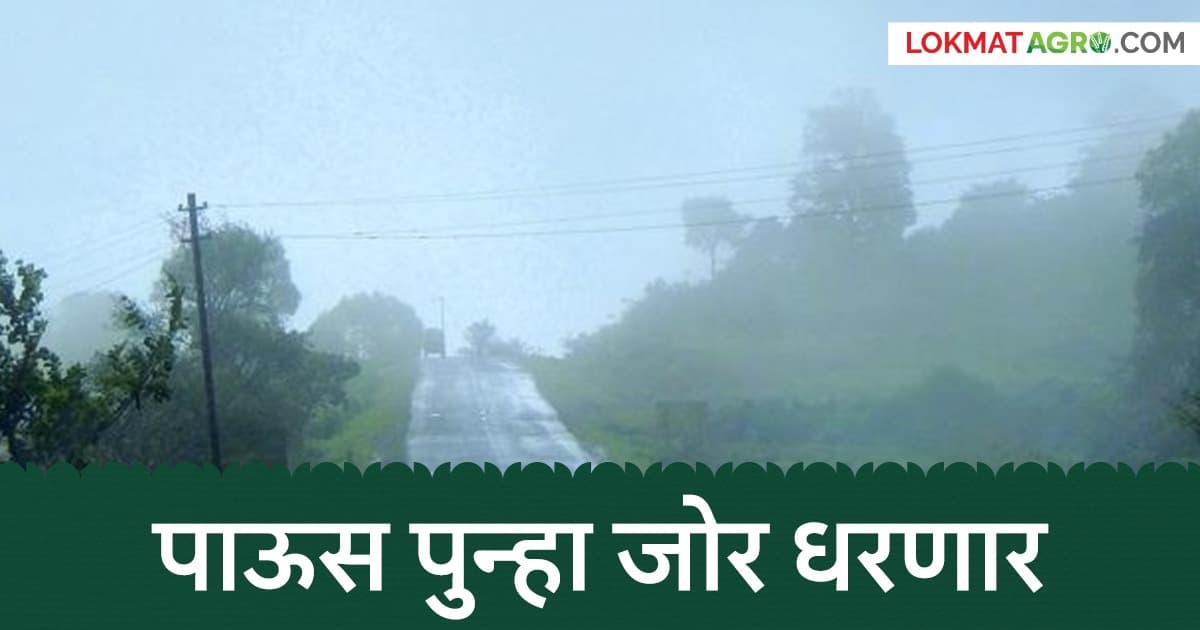 Weather Update: बंगालच्या उपसागरात कमी दाबाचा पट्टा; राज्यात पावसाचा जोर वाढणार