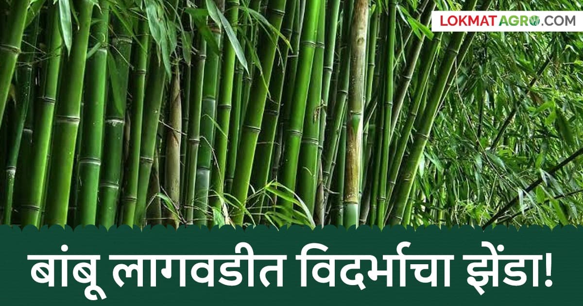Bamboo Farming: बांबू लागवडीत विदर्भाची 'दणदणीत' झेप! यवतमाळ राज्यात नंबर १; 'हे' ४ जिल्हेही टॉपमध्ये