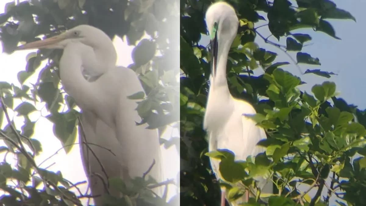 New Bird Species Discovered: दोन नव्या प्रजातींची घरटी हिंगणघाटमध्ये