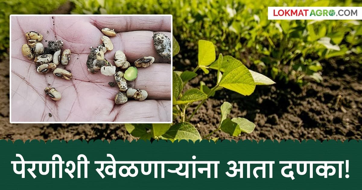 Fake Seeds: बोगस बियाण्यांचा 'मास्टरमाइंड' कोण? अकोला पोलिसांनी १३ प्रकरणांसाठी एसआयटी नेमली
