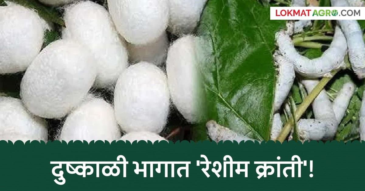 Silk Farming Boom: धाराशिवमध्ये रेशीम शेतीचा 'बूम'! १,५६० शेतकरी जोडले; मराठवाड्यात नंबर २