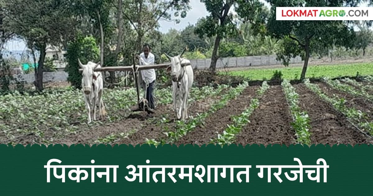 Agriculture News: पावसाची उघडीप, आंतरमशागतींना वेग, ढगाळ वातावरणात असे करा पिकांचे व्यवस्थापन