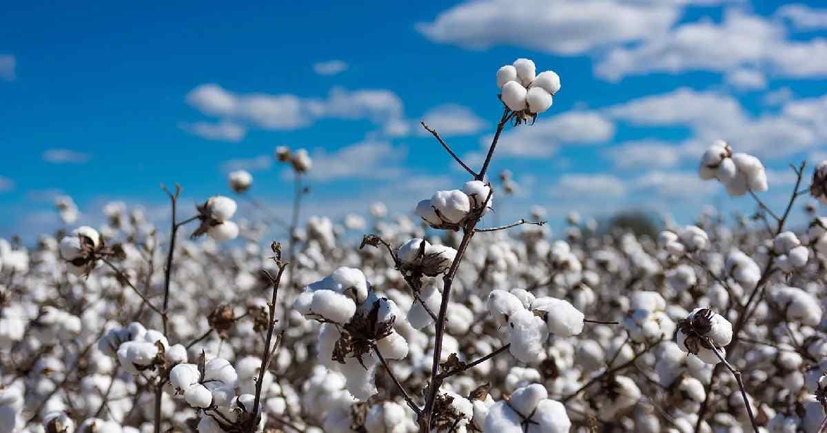 Rising Popularity of HTBT Cotton:एचटीबीटी कापसाचा वाढता बोलबाला