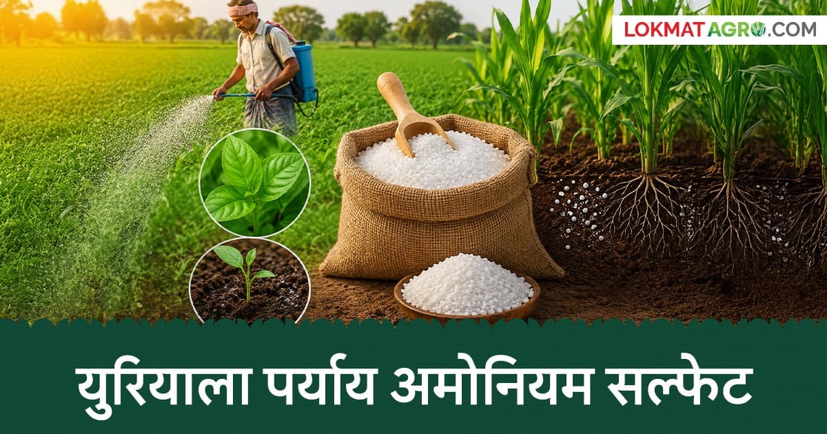Ammonium Sulfate as a Beneficial Alternative: अमोनियम सल्फेट खताचे फायदे आणि उपयोग