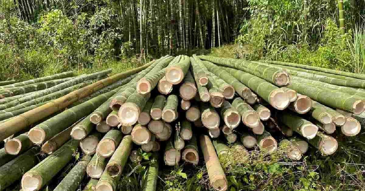 Bamboo Farming in Vidarbha: विदर्भात बांबूच्या शेतीत यवतमाळचा पहिला क्रमांक
