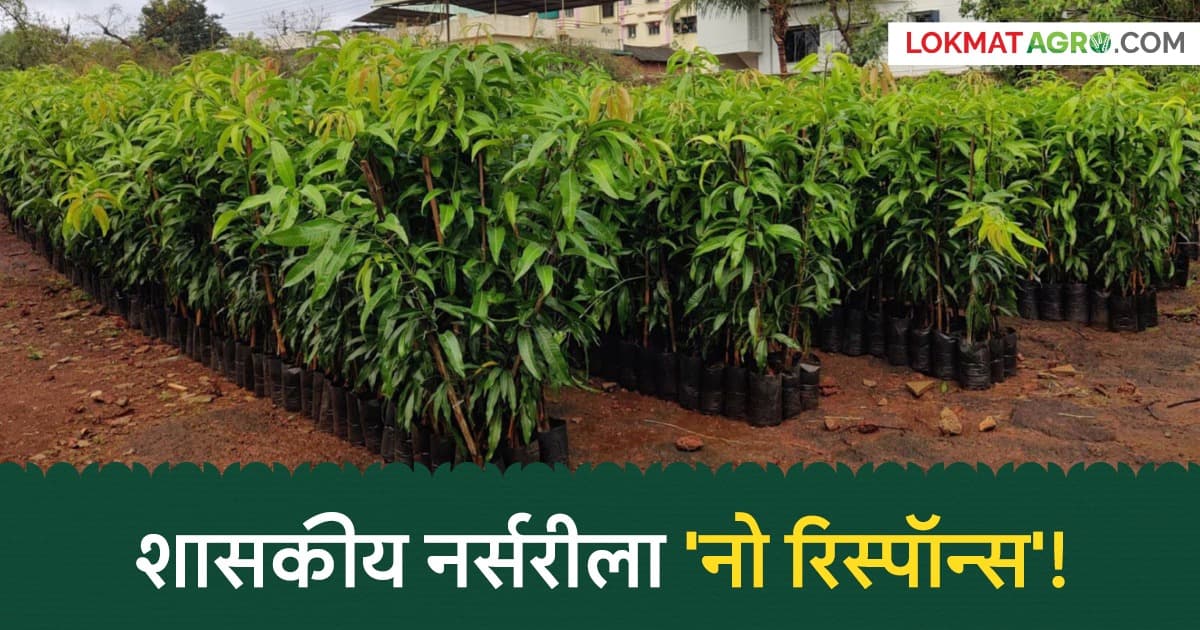 Fruit Nursery: कृषी विभागाच्या नर्सरींना शेतकऱ्यांचा 'नो रिस्पॉन्स'