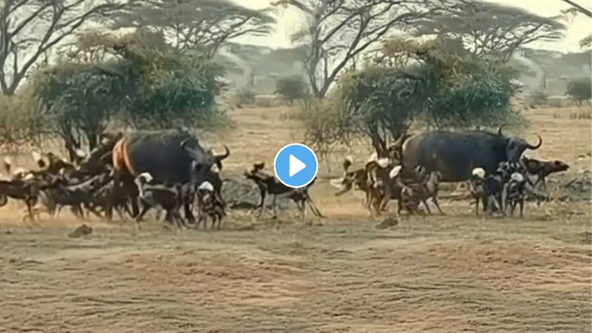 Viral Attack by Wild Dogs:जंगली कुत्र्यांच्या कळपाचा म्हशीवर थरारक हल्ला