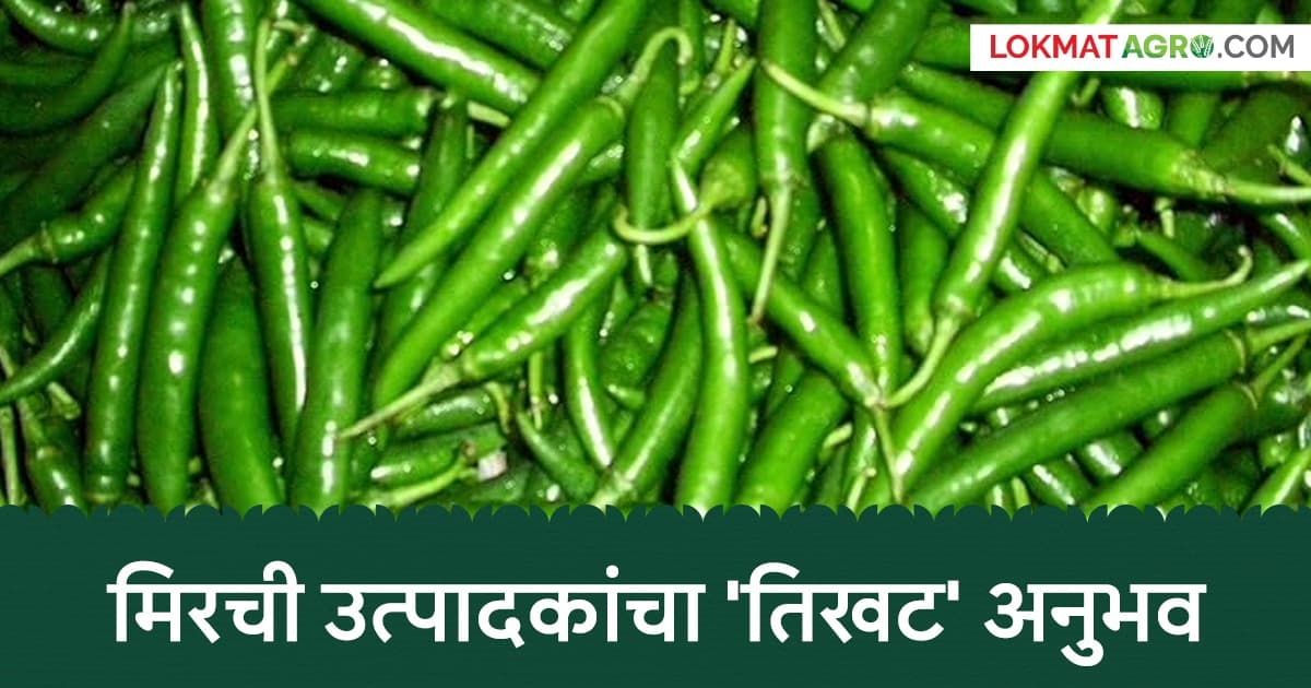 Chilli Market: मिरची उत्पादकांचा 'तिखट' अनुभव; लाखाचा खर्च अन् भाव फक्त २५ रुपये