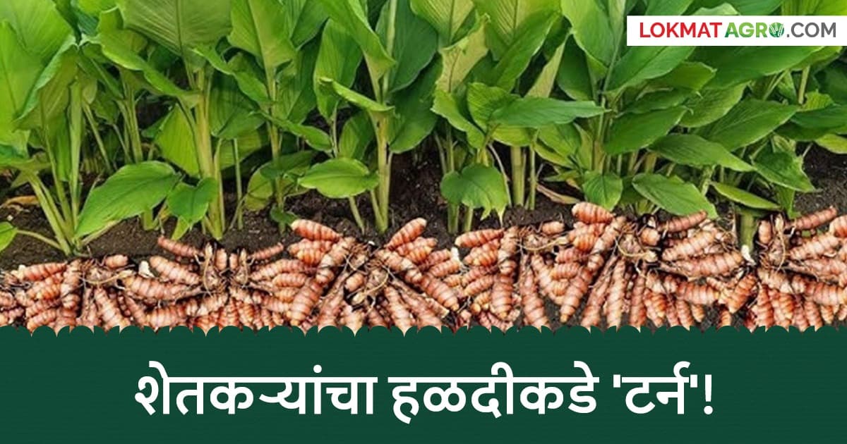 Halad Cultivation: शेतकऱ्यांचा हळदीकडे 'टर्न'; चिखलीत लागवड क्षेत्रात तब्बल १९ पट वाढ!