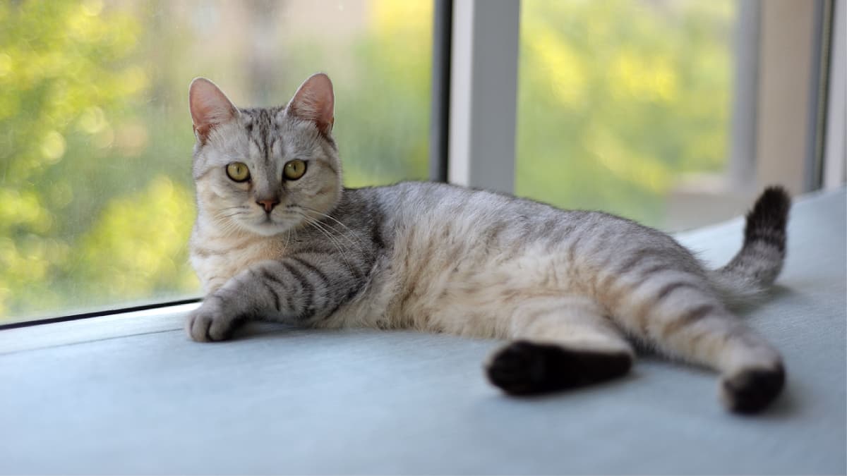 Unique Cat Behaviors:अनोख्या सवयी असलेल्या मांजरांच्या जाती