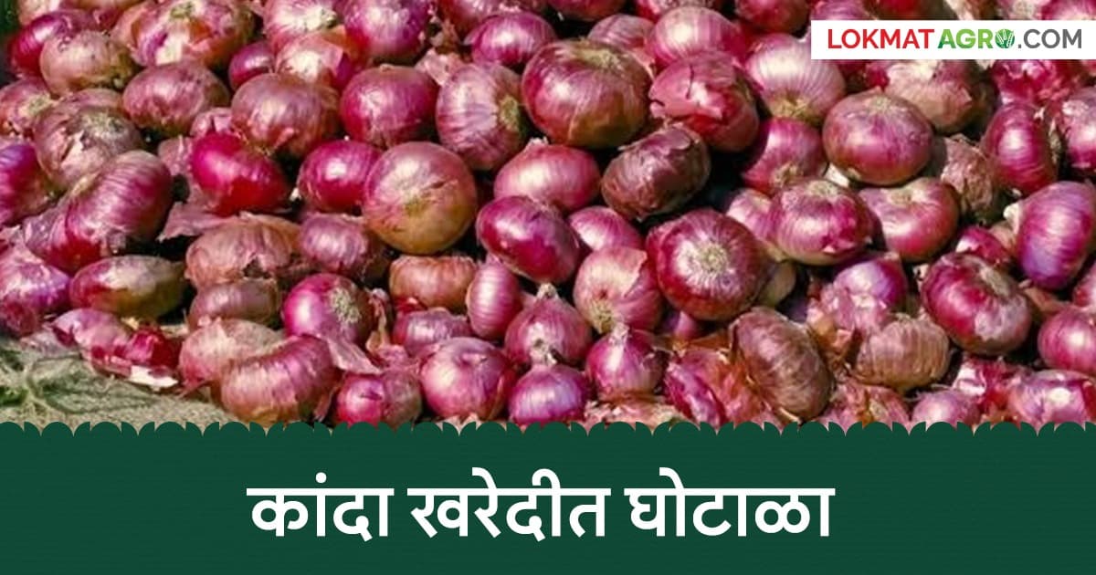 Nafed Kanda Kharedi: नाफेड कांदा खरेदीत घोटाळा; नाशिक जिल्ह्यातील 'या' खरेदी केंद्राची चौकशी होणार