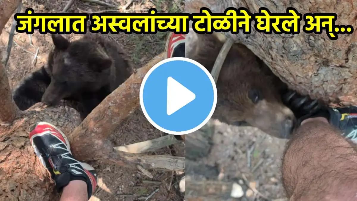 Bear Attack Shocking Video:जंगलात अस्वलांनी घेरलं, जीव वाचवण्यासाठी झाडावर चढला अन्…