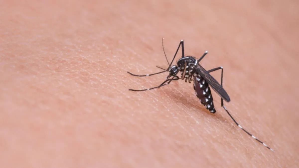 Increase in Dengue and Chikungunya Cases:मुंबईत डेंग्यू आणि चिकुनगुनियाच्या रुग्णांमध्ये वाढ