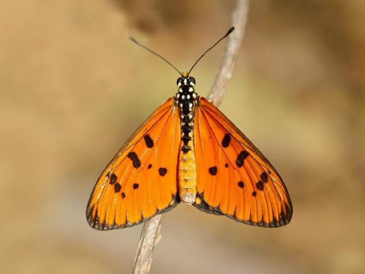Insecticides Threaten Biodiversity: भारतातील ‘कृष्णकमालिनी’ ऑस्ट्रेलियात स्थिरावली