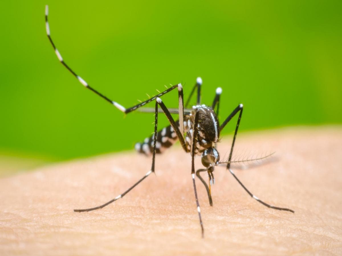 Dengue and Chikungunya Threat Rising:पुण्यात डेंग्यू आणि चिकुनगुनियाचा धोका वाढला