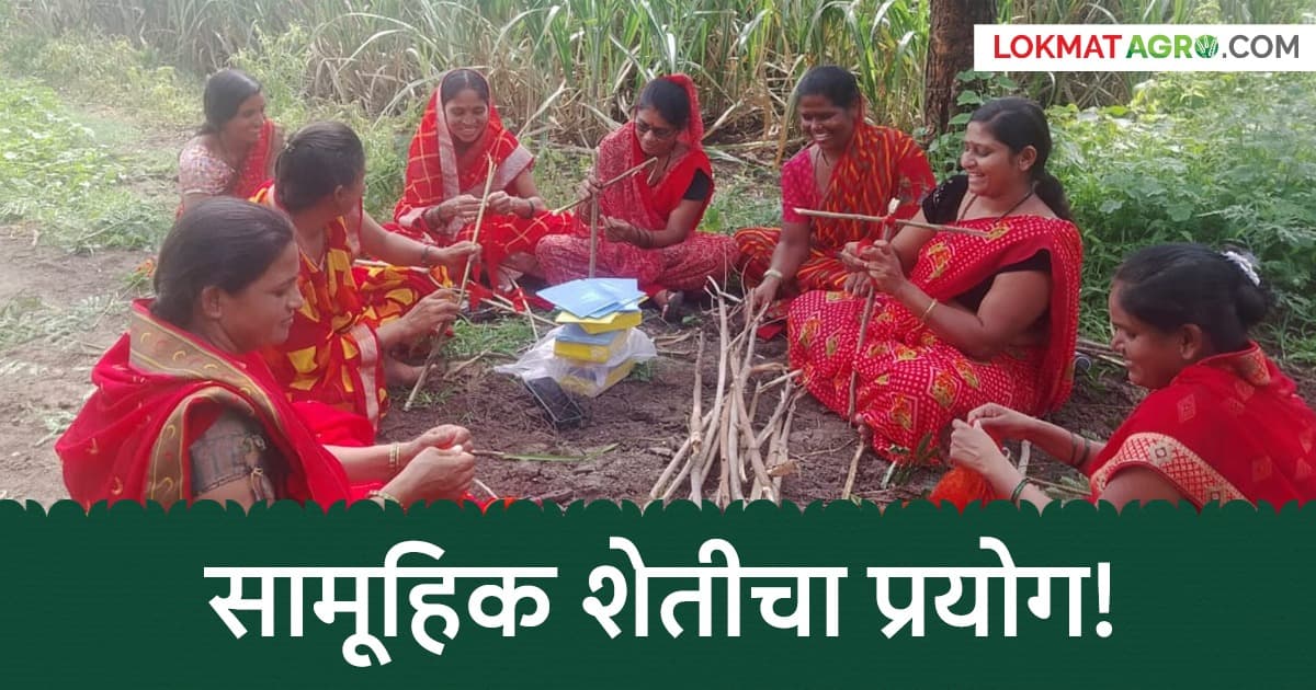 Group Farming: स्वतः ची जमीन नाही; तरी शेतीचा हट्ट! महिलांनी भाड्याने घेतली साडेआठ एकर जमीन