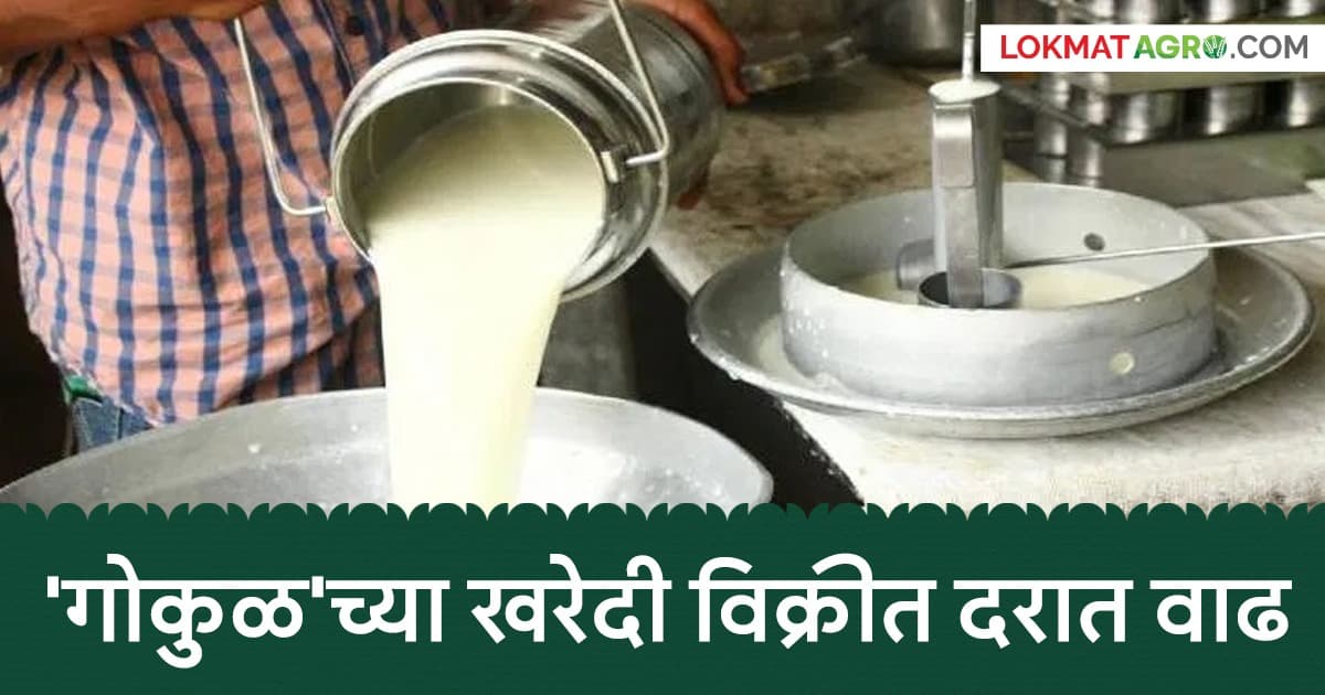 Price Increase by Gokul Dairy:गोकुळ दूध संघाने केली खरेदी विक्री दरात वाढ; जाणून घ्या दुधाचे सुधारित दर